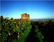 Il vino biologico italiano all'arrivo del regolamento europeo sulla vinificazione biologica 