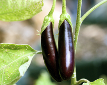 Nasce la coltivazione dell'orto nel giardino sul balcone,sulla terrazza