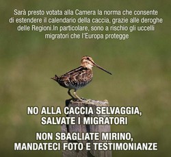 No alla caccia selvaggia 