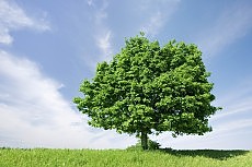 Albero e prati.