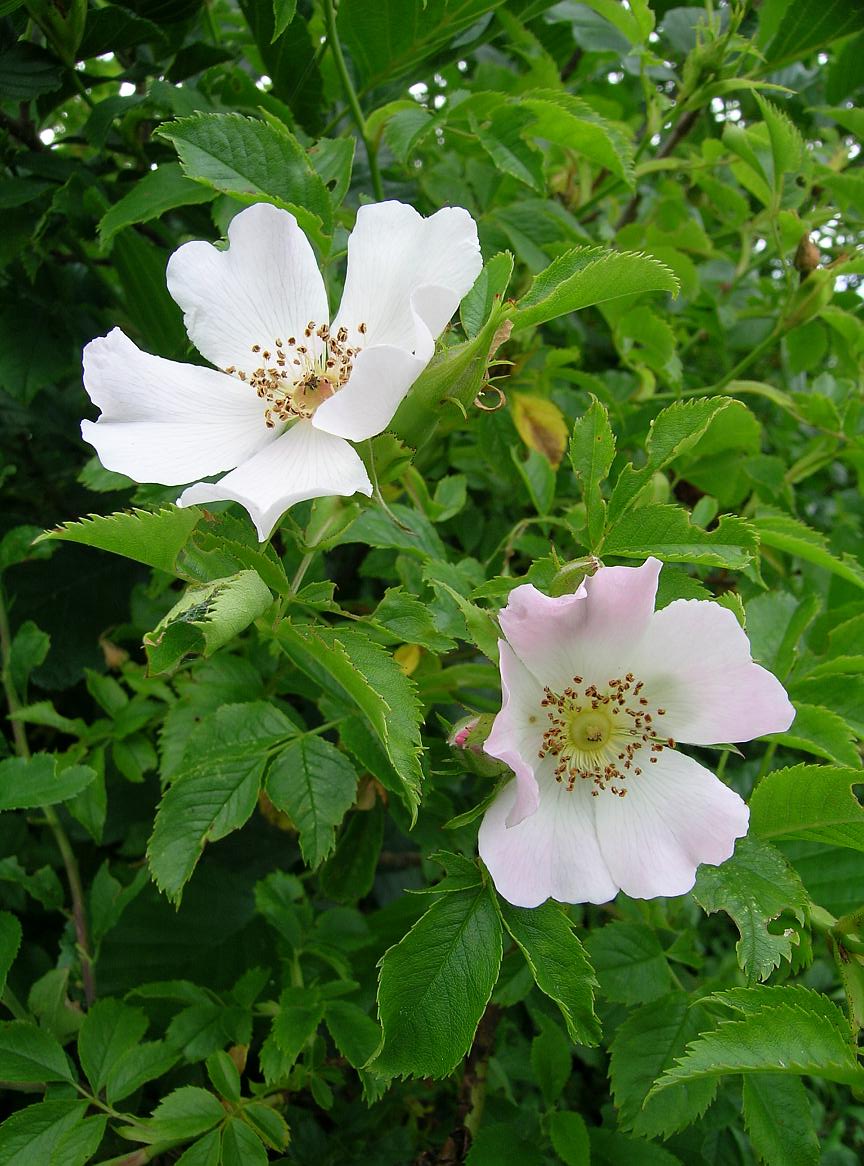 foto di fiore di rosa canina