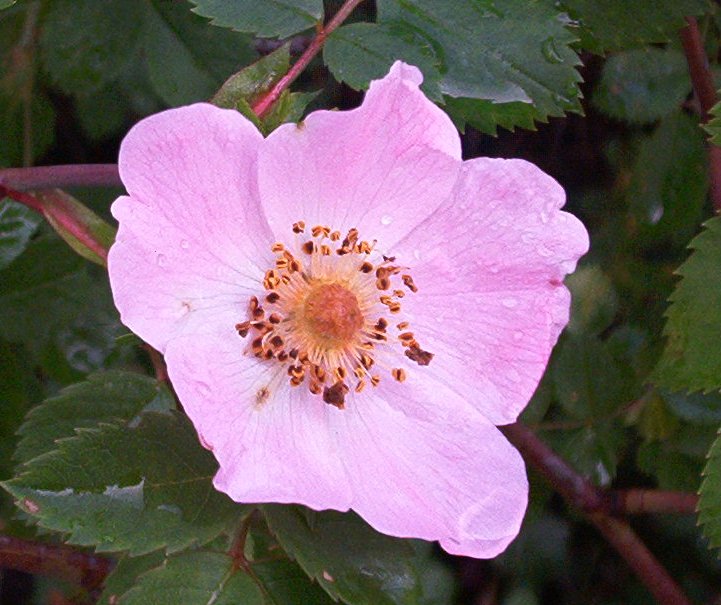 foto di rosa canina